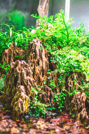 Dragon Stone (Ohko) Stone - Buce Plant