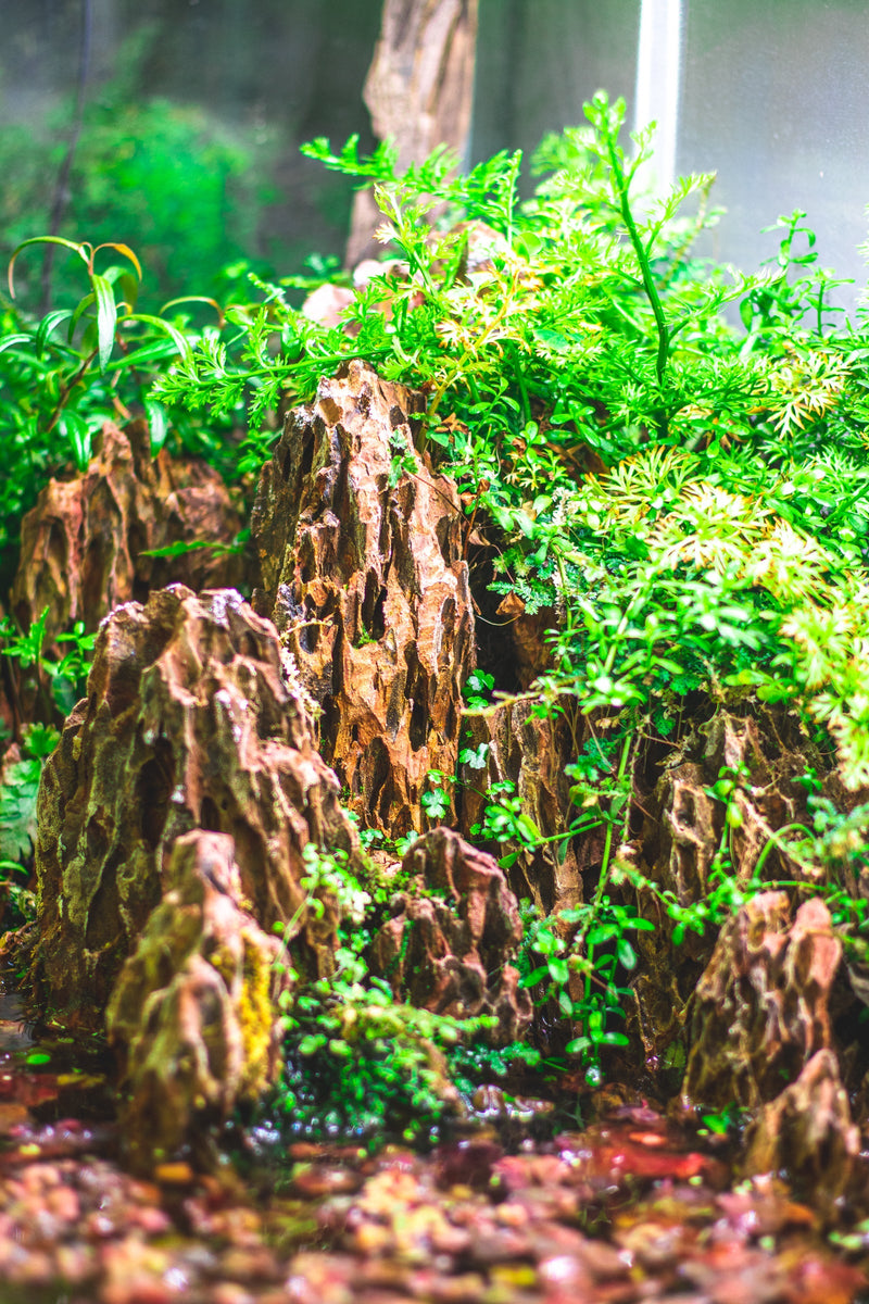 Dragon Stone (Ohko) Stone - Buce Plant