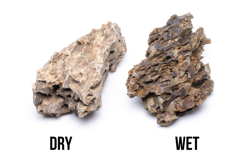 Dragon Stone (Ohko) Stone - Buce Plant