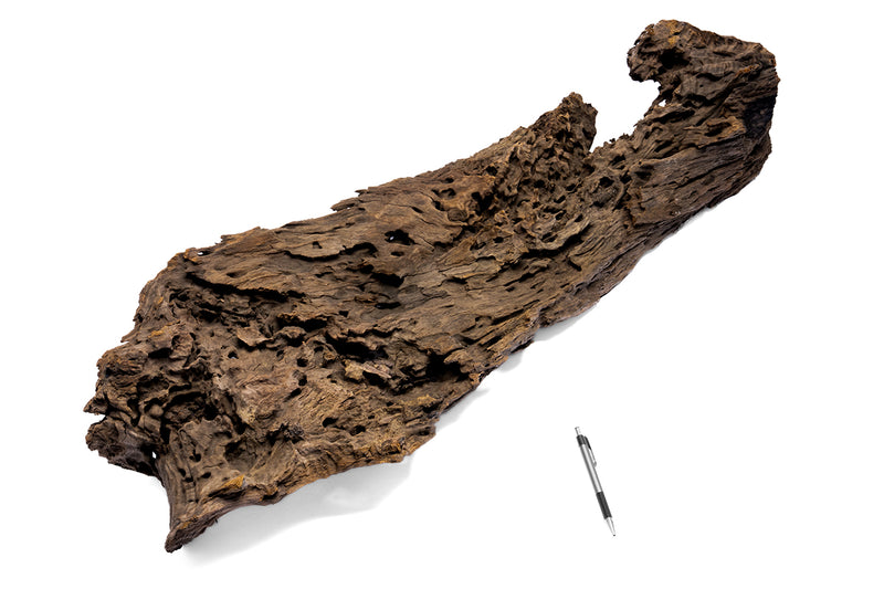 Driftwood Dragon Wood Showpiece DW03 by UNSHARDSCAPE, detailed carved wooden sculpture resembling a dragon.