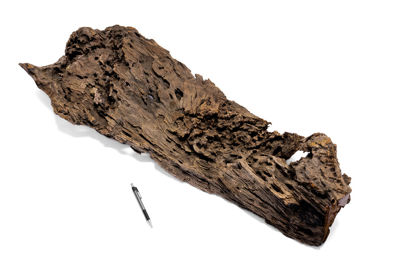 Unshardscape Dragon Wood Showpiece (DW03) driftwood sculpture featuring a detailed dragon design on natural wood.