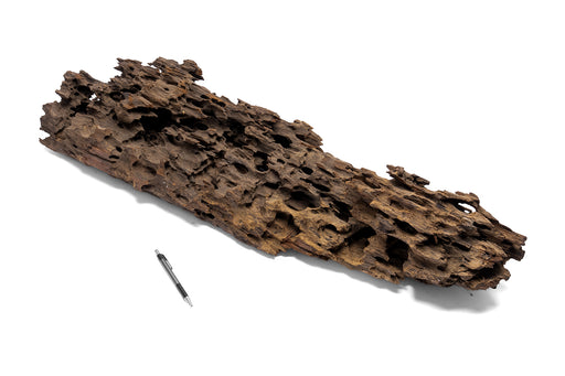 Dragon Wood Showpiece (DW09)