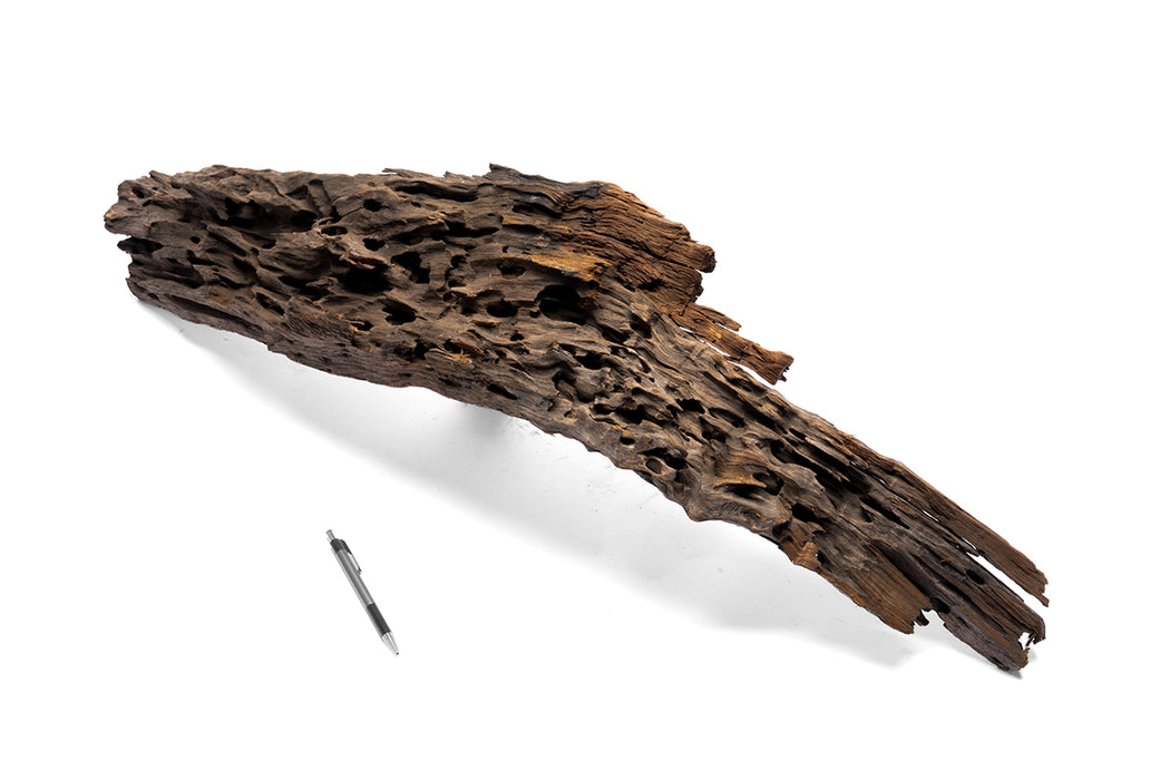 Decorative dragon-shaped driftwood showpiece by UNSHARDSCAPE, showcasing a detailed carved wooden sculpture on a natural driftwood base.
