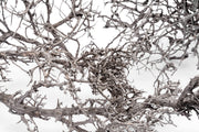 Natural driftwood tree branches from UNSHARDSCAPE, showcasing twisted, weathered wood ideal for rustic or coastal decor.