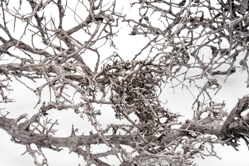 Natural driftwood tree branches from UNSHARDSCAPE, showcasing twisted, weathered wood ideal for rustic or coastal decor.