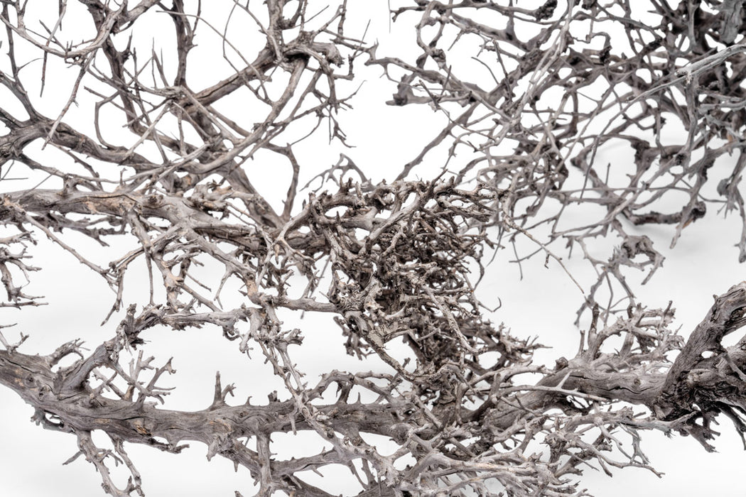Driftwood Tree Branches