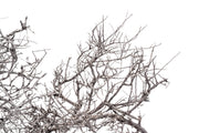 Natural driftwood tree branches from UNSHARDSCAPE, showcasing twisted, weathered wood ideal for art or decor projects.