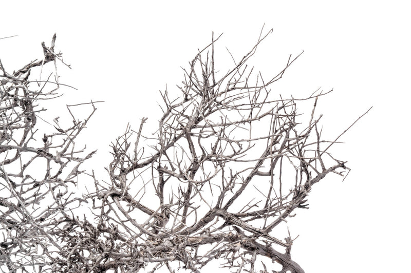 Natural driftwood tree branches from UNSHARDSCAPE, showcasing twisted, weathered wood ideal for art or decor projects.