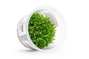 Drosera Spatulata 'Labill' Aquatic Farmer Tissue Culture Aquatic Plant - Buce Plant