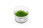 Drosera Spatulata 'Labill' Aquatic Farmer Tissue Culture Aquatic Plant - Buce Plant