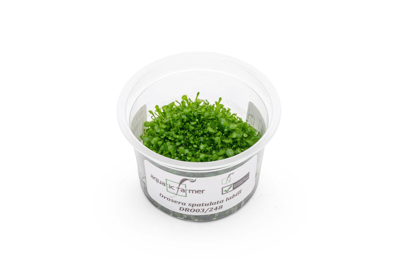 Drosera Spatulata 'Labill' Aquatic Farmer Tissue Culture Aquatic Plant - Buce Plant
