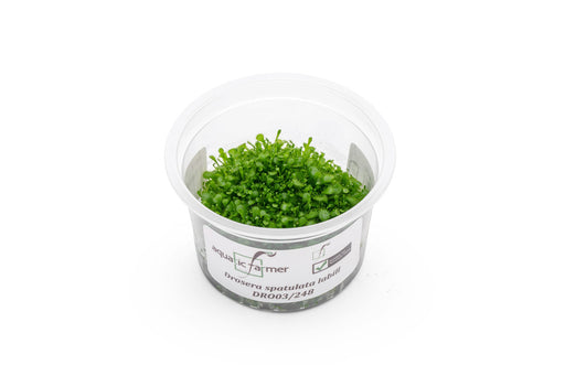 plastic dish for under plants Drosera Spatulata 'Labill' Aquatic Farmer Tissue Culture