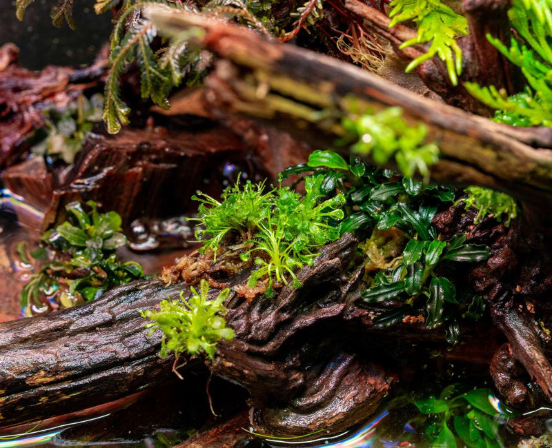 Drosera Spatulata 'Labill' Aquatic Farmer Tissue Culture Aquatic Plant - Buce Plant