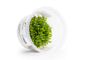 Drosera Spatulata 'Lovellae' Aquatic Farmer Tissue Culture Aquatic Plant - Buce Plant