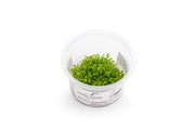 Drosera Spatulata 'Lovellae' Aquatic Farmer Tissue Culture Aquatic Plant - Buce Plant
