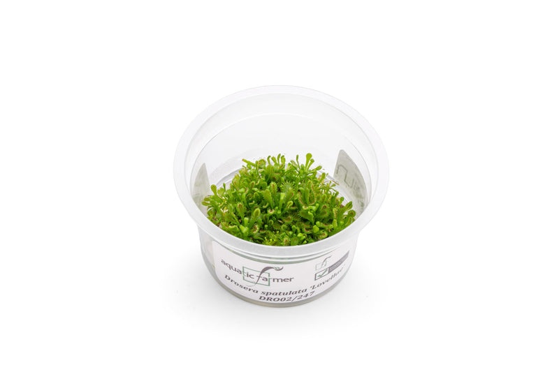 Drosera Spatulata 'Lovellae' Aquatic Farmer Tissue Culture Aquatic Plant - Buce Plant