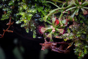 Drosera Spatulata 'Lovellae' Aquatic Farmer Tissue Culture Aquatic Plant - Buce Plant