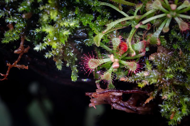 Drosera Spatulata 'Lovellae' Aquatic Farmer Tissue Culture Aquatic Plant - Buce Plant