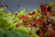 Drosera Spatulata 'Lovellae' Aquatic Farmer Tissue Culture Aquatic Plant - Buce Plant