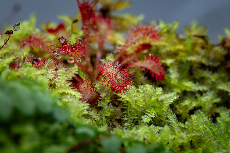 Drosera Spatulata 'Lovellae' Aquatic Farmer Tissue Culture Aquatic Plant - Buce Plant