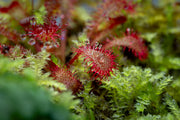 Drosera Spatulata 'Lovellae' Aquatic Farmer Tissue Culture Aquatic Plant - Buce Plant