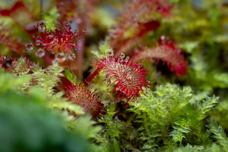 Drosera Spatulata 'Lovellae' Aquatic Farmer Tissue Culture Aquatic Plant - Buce Plant