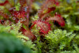 Drosera Spatulata 'Lovellae' Aquatic Farmer Tissue Culture