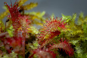 Drosera Spatulata 'Lovellae' Aquatic Farmer Tissue Culture Aquatic Plant - Buce Plant