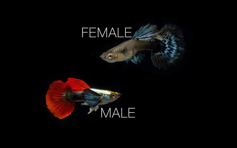 Pair of Dumbo Redtail Guppies from CT, showing vibrant red tails and colorful fins in an aquatic environment.