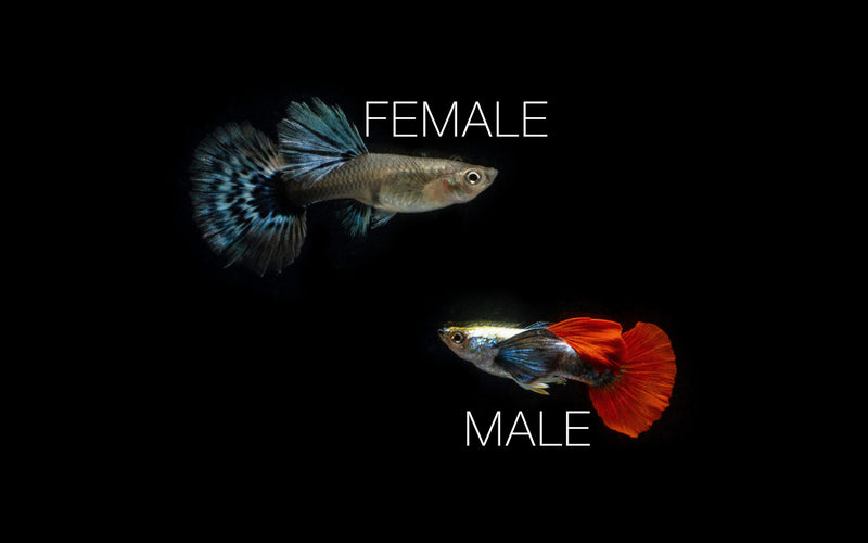 Pair of Dumbo Redtail Guppies from CT, showcasing vibrant red tails and colorful fish swimming in an aquarium.
