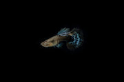Pair of Dumbo Redtail Guppies, freshwater fish from CT, showcasing vibrant red tails and elegant swimming behavior.