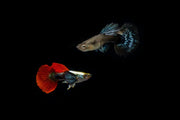 Pair of Dumbo Redtail Guppies from CT, showcasing vibrant red tails and colorful fish in an aquarium setting.