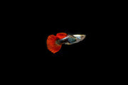 Pair of Dumbo Redtail Guppies, vibrant fish with distinctive red tails, from CT, displayed in a clear aquarium setting.