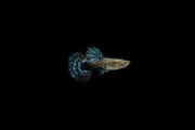 Pair of Dumbo Redtail Guppies from CT, showing vibrant red tails and colorful fins in a freshwater aquarium.