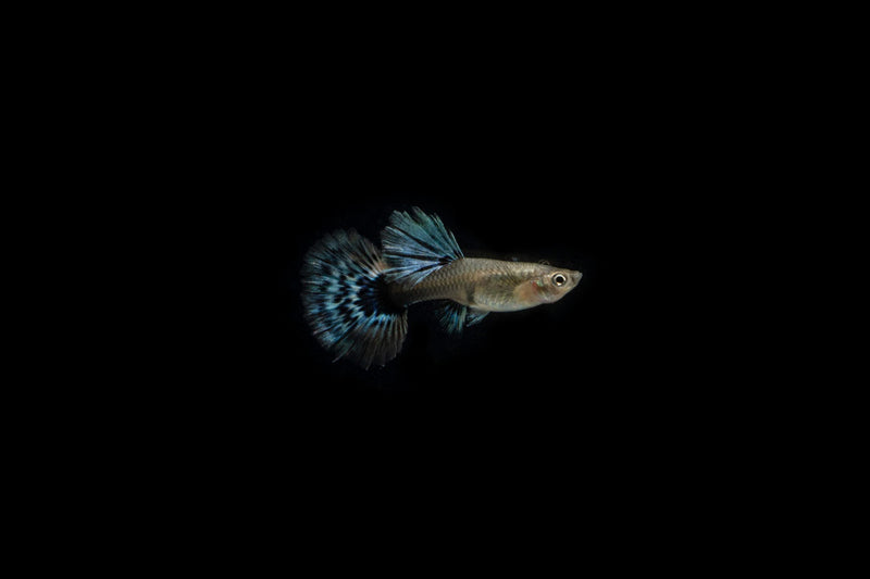 Pair of Dumbo Redtail Guppies from CT, showing vibrant red tails and colorful fins in a freshwater aquarium.