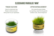 Dwarf Hair Grass UNS Tissue Culture