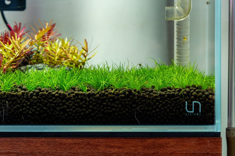 Dwarf Hair Grass UNS Tissue Culture Aquatic Plant - Buce Plant