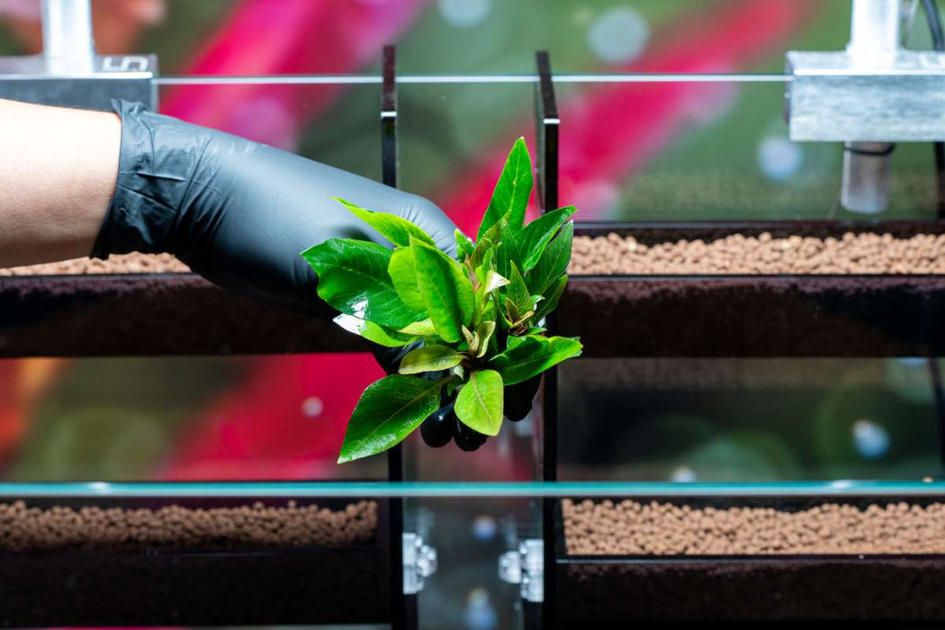 Dwarf Nomaphila Siamensis (Hygrophila Corymbosa Compact)