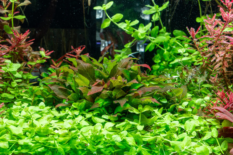 Dwarf Nomaphila Siamensis aquatic plant, Hygrophila Corymbosa Compact, showing lush green leaves in a freshwater aquarium setting.