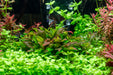 Dwarf Nomaphila Siamensis (Hygrophila Corymbosa Compact)