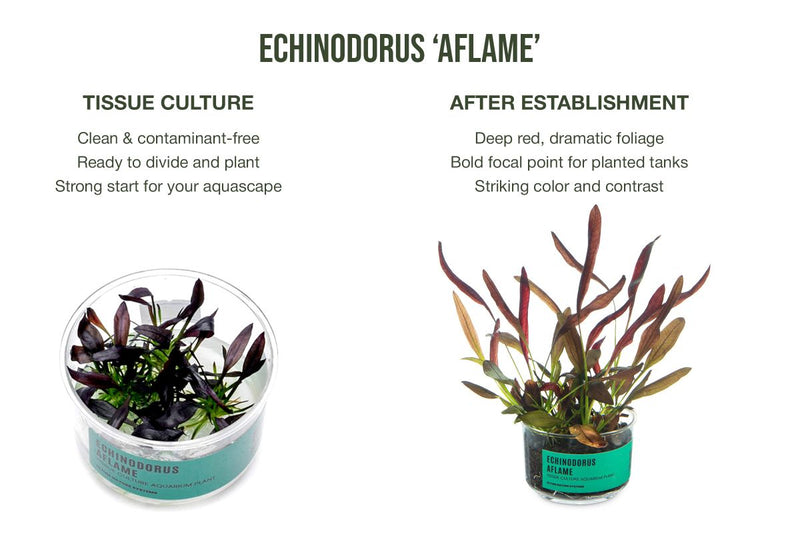 Echinodorus Aflame Tissue Culture