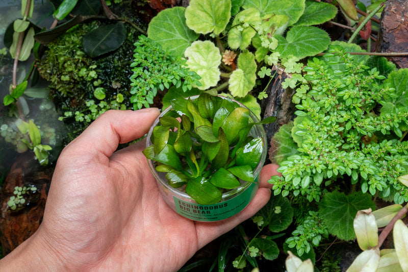 Echinodorus Big Bear UNS Tissue Culture
