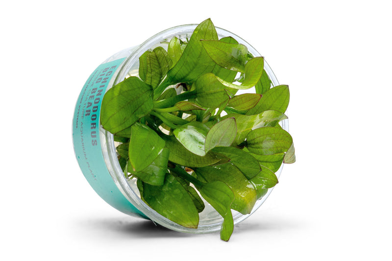 Echinodorus Big Bear UNS Tissue Culture