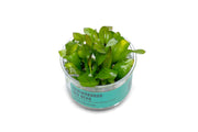 Echinodorus Big Bear UNS Tissue Culture