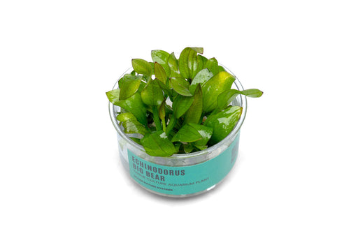 Echinodorus Big Bear UNS Tissue Culture