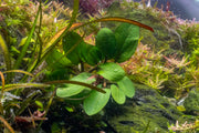 Echinodorus Big Bear UNS Tissue Culture