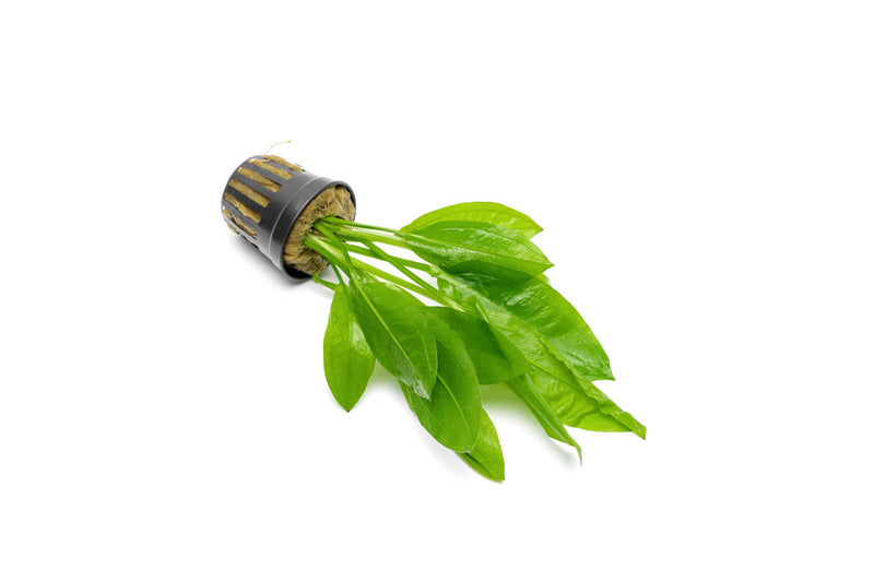 Echinodorus Bleheri / Amazon Sword - Regular Aquatic Plant - Buce Plant
