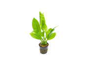 Echinodorus Bleheri / Amazon Sword - Regular Aquatic Plant - Buce Plant