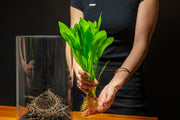 Echinodorus Bleheri Mother Pot Aquatic Plant - Buce Plant