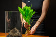 Echinodorus Bleheri Mother Pot